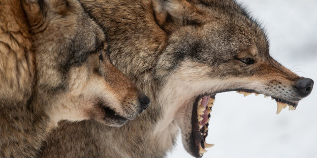 Zwei Wölfe, einer mit offenem Maul, die scharfen Zähne sind zu sehen Zwei Wölfe, einer mit offenem Maul, die scharfen Zähne sind zu sehen