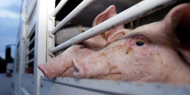 Schweine blicken aus einem Tiertransporter Schweine blicken aus einem Tiertransporter