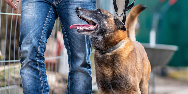Ein Spürhund im Einsatz in Lüdge Ein Spürhund im Einsatz in Lüdge