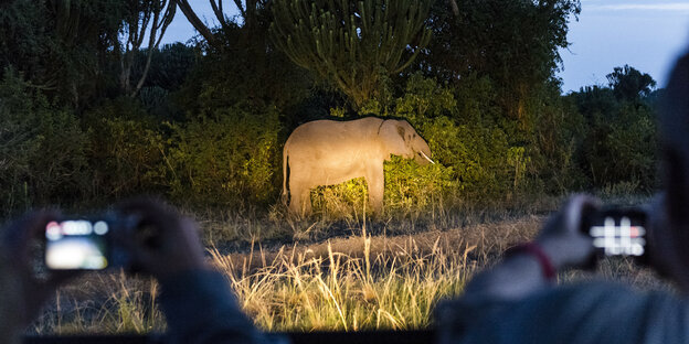 Ein Elefant in freier Wildbahn, angestrahlt von Autoscheinwerfern Ein Elefant in freier Wildbahn, angestrahlt von Autoscheinwerfern