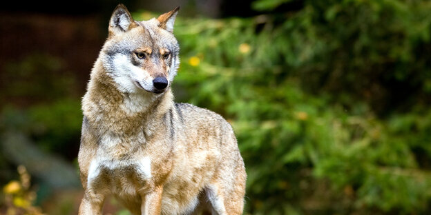 Wolf steht im Wald Wolf steht im Wald