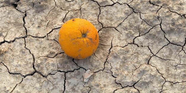 Orange auf vertrocknetetem Boden Orange auf vertrocknetetem Boden