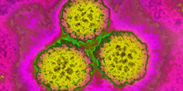 bunter Virus bunter Virus