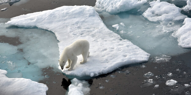 Ein Eisbär auf einer Eisscholle Ein Eisbär auf einer Eisscholle