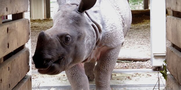 Ein Nashorn schaut in eine Holzkiste Ein Nashorn schaut in eine Holzkiste