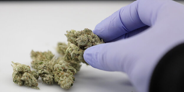 Eine behandschuhte Hand inspiziert Cannabis. Eine behandschuhte Hand inspiziert Cannabis.