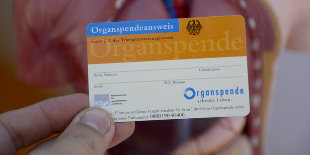 Ein Organspendeausweis vor dem Modell eines menschlichen Torsos Ein Organspendeausweis vor dem Modell eines menschlichen Torsos