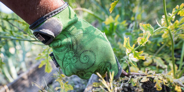 Behandschuhte Hand gräbt in einem Beet Behandschuhte Hand gräbt in einem Beet