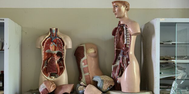 Ein Modell der menschlichen Anatomie mit herausnehmbaren Organen