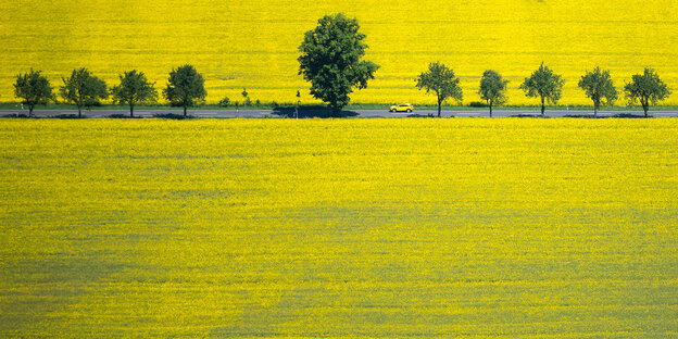 Riesige Rapsfelder, die bis zum Horizont reichen