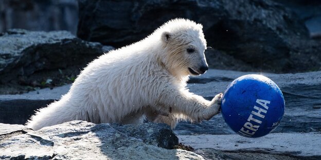 Die kleine Eisbärin Hertha spielt mit einem blauen Hertha-Ball Die kleine Eisbärin Hertha spielt mit einem blauen Hertha-Ball