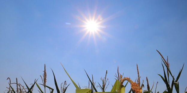 Die Sonne brennt über einem Maisfeld Die Sonne brennt über einem Maisfeld