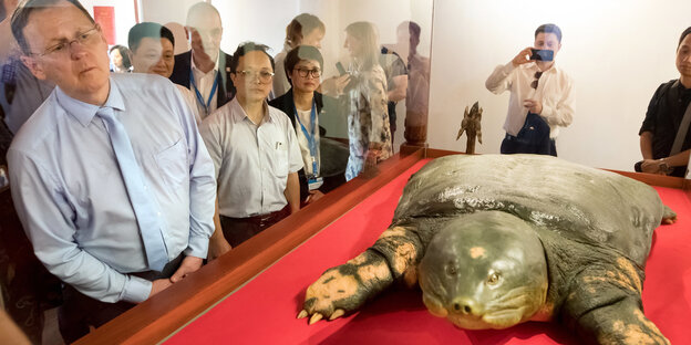 Bodo Ramelow betrachtet durch eine Glasscheibe eine ausgestopfte Schildkröte Bodo Ramelow betrachtet durch eine Glasscheibe eine ausgestopfte Schildkröte