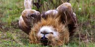 Löwe beim Schlafen