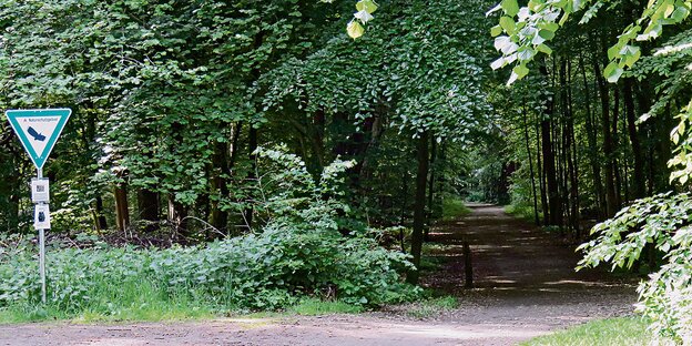 Ein Waldweg durch einen Laubwald. Ein Waldweg durch einen Laubwald.