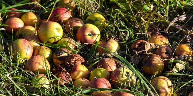 Faulende Äpfel liegen auf einer Wiese Faulende Äpfel liegen auf einer Wiese