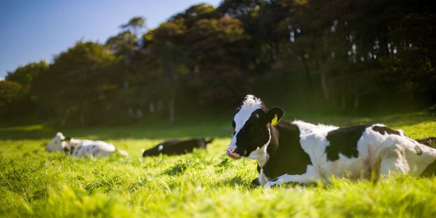 Kühe liegen auf einer grünen Wiese Kühe liegen auf einer grünen Wiese