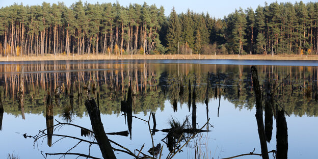 ein See vor einem Kiefernwald ein See vor einem Kiefernwald