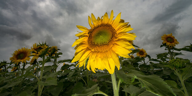 Eine Sonnenblume vor dunklen Wolken Eine Sonnenblume vor dunklen Wolken