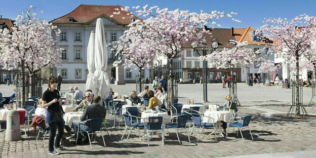 Kirschbäume blühen auf einem Marktplatz mit Gastronomie