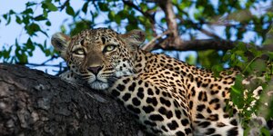 Leopard hängt auf einem Baum ab