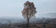 Ein einzelner Baum steht in verbrannter Landschaft