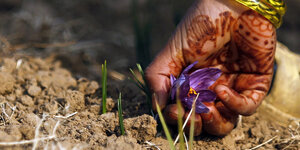 Eine Hand mit Henatatoosverziert pflückt eine Safranblume aus einem trckenen Feld