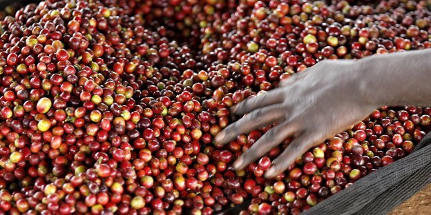Eine Hand streicht durch einen haufen Kaffeebohnen Eine Hand streicht durch einen haufen Kaffeebohnen