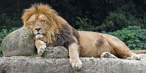 Schlafender Löwe