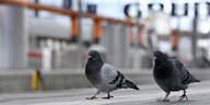 Zwei Tauben auf dem Bahnsteig