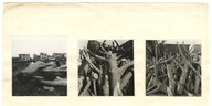 drei schwarz-weiße Fotografien von Holz nebeneinander