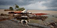 Ein magerer Hund geht neben Überschwemmungsschäden und Schlamm