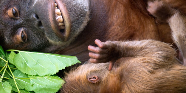 Orang-Utan mit Baby-Orang-Utan Orang-Utan mit Baby-Orang-Utan