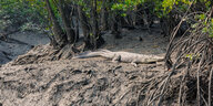 Krokodil zwischen Mangrove