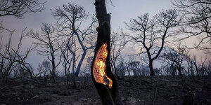 Ein brennender Baumstamm und viele abgebrannte Bäume