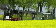 Ein historischer Zug fährt hiner einem blühendem Rapsfeld durch die Prignitz