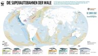 Auf einer Weltkarte sind die Wanderrouten der Wale eingezeichnet.