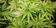 Das Bild zeigt Cannabispflanzen.