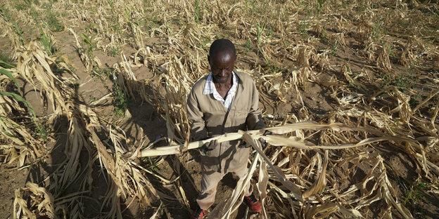 In Simbabwes zuid-west Mangwe-Bezirk inspireert een Bauer sein verdorrtes Maisfeld