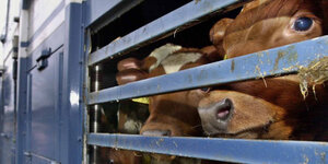 Mehrere braune Kühe schauen durch das Seitengitter eines blauen Tiertransporters.