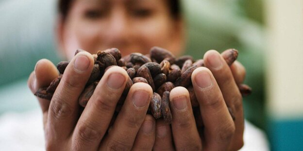 Eine Person hält Kakaobohnen in seinen Händen