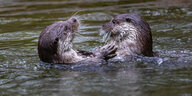zwei Otter gucken aus dem Wasser