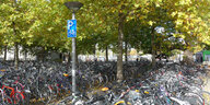Dutzende nebeneinander geparkte Fahrräder stehen auf einem Fahrradparkplatz unter Bäumen.