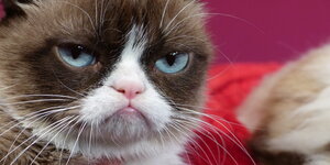 Die mürrisch dreinschauende Hauskatze namens Grumpy Cat.