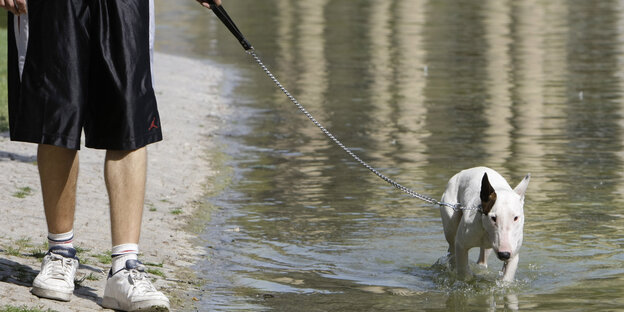 Ein Hundeherrchen geht mit seinem Bullterrier an einem See spazieren. Ein Hundeherrchen geht mit seinem Bullterrier an einem See spazieren.