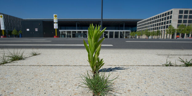Gras wächst aus dem Boden. Gras wächst aus dem Boden.