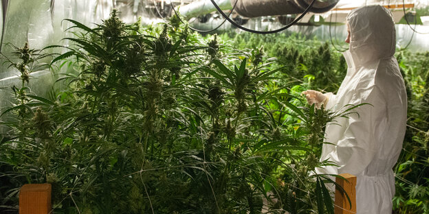 Eine Polizistin im Schutzanzug vor einer Cannabisplantage Eine Polizistin im Schutzanzug vor einer Cannabisplantage