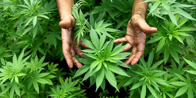Cannabis-Anbau Cannabis-Anbau