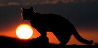 Die Silhouette einer sitzenden Katze vor einem Sonnenuntergan