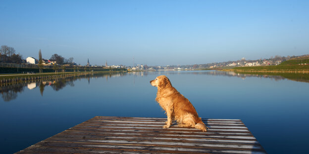 Hund sitzt auf einem Steg am See